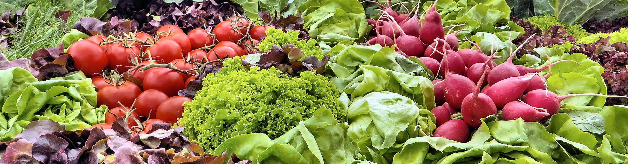 Salate Eigenproduktion 