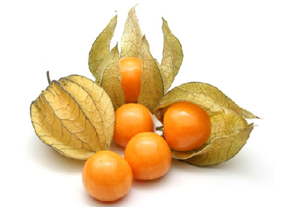 Physalis